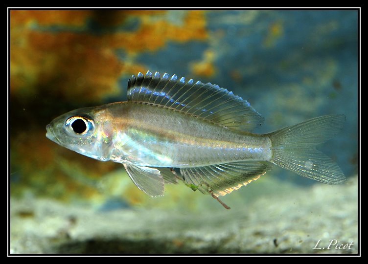 Trematocara marginatum